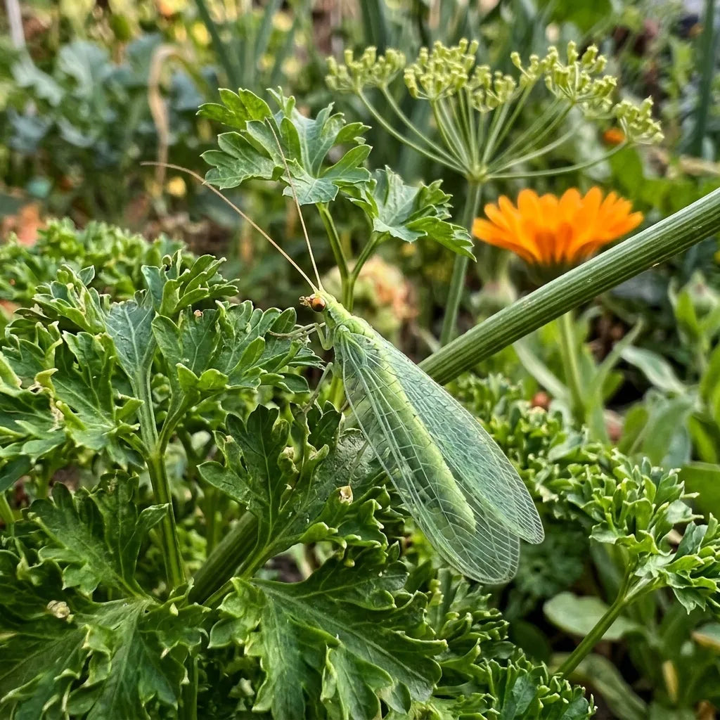 Chrysope verte posée sur le feuillage bouclé d'une touffe de persil frisé
