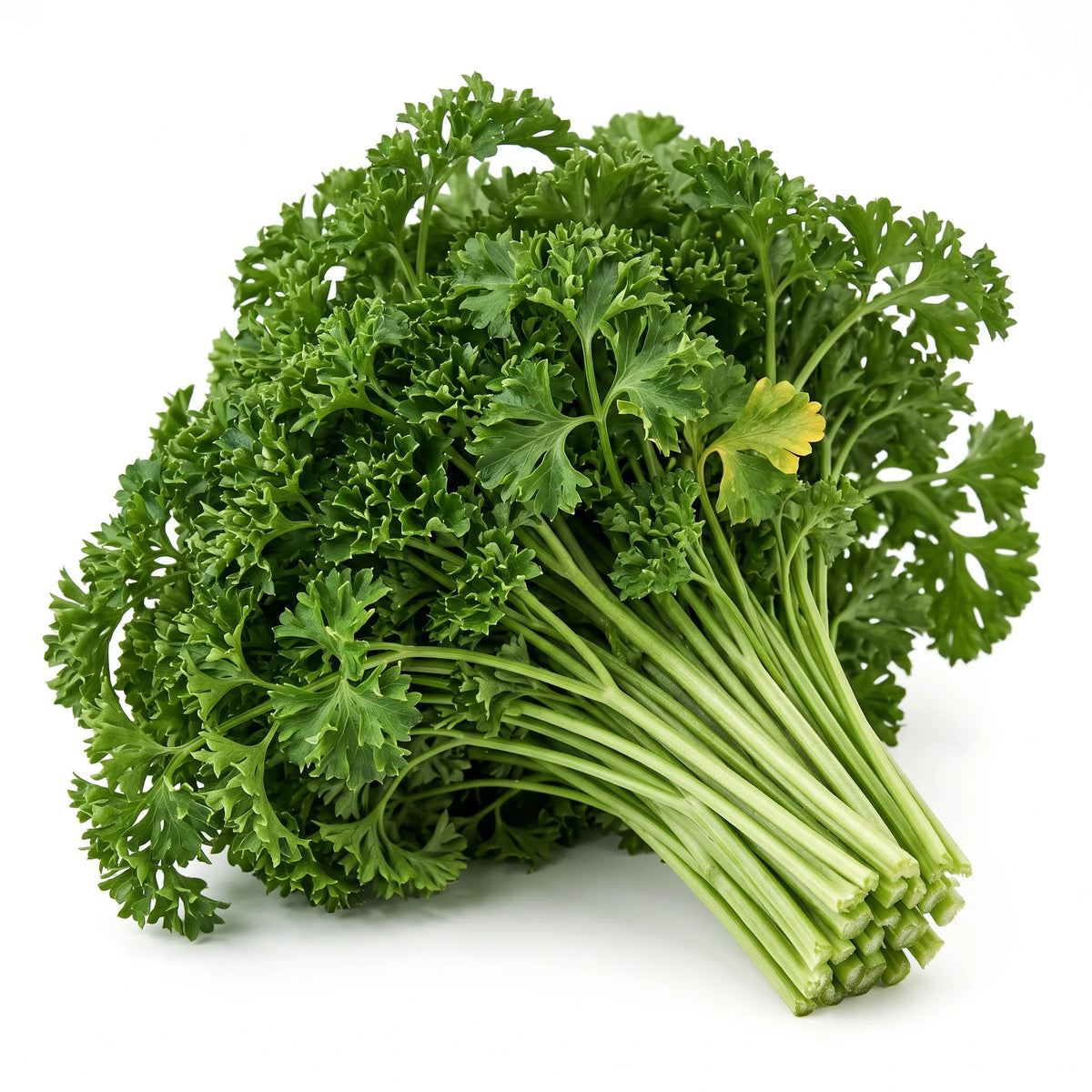 Touffe de persil frisé coupée au collet, feuillage bouclé et gaufré, sur fond blanc