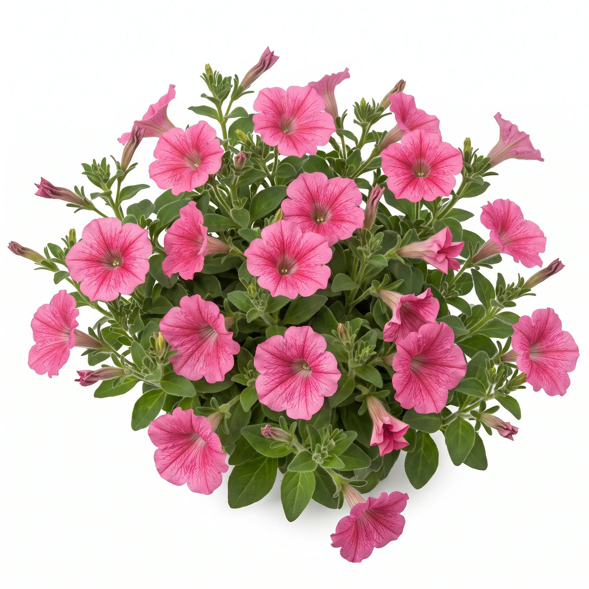 Touffe fleurie de pétunia nain rose coupée à la base, sur fond blanc
