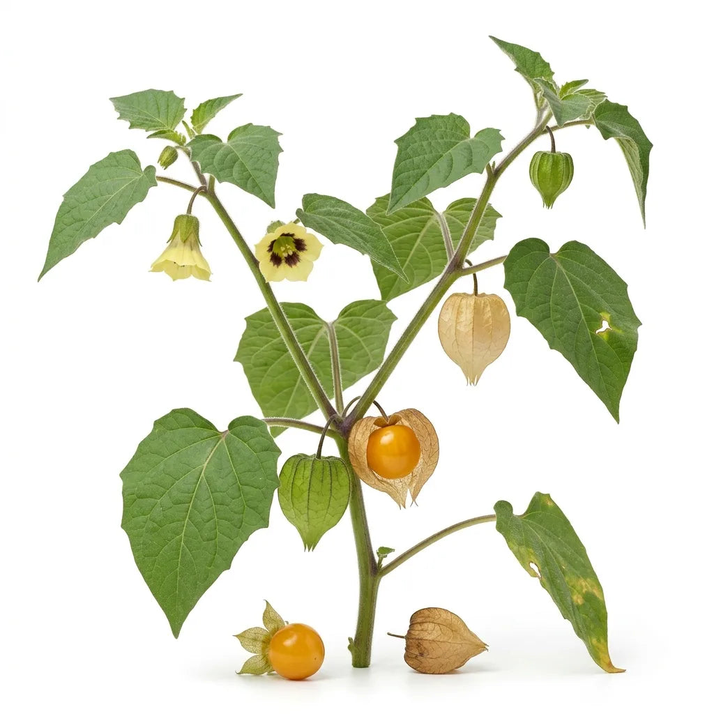 Plante entière de physalis (Physalis peruviana) : fleur, lampions verts et secs et baie dorée sur fond blanc — SemiSauvage