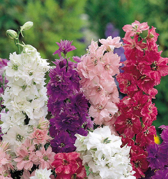 Coffret de Graines - Spécial Terrasse & Balcon Fleuris