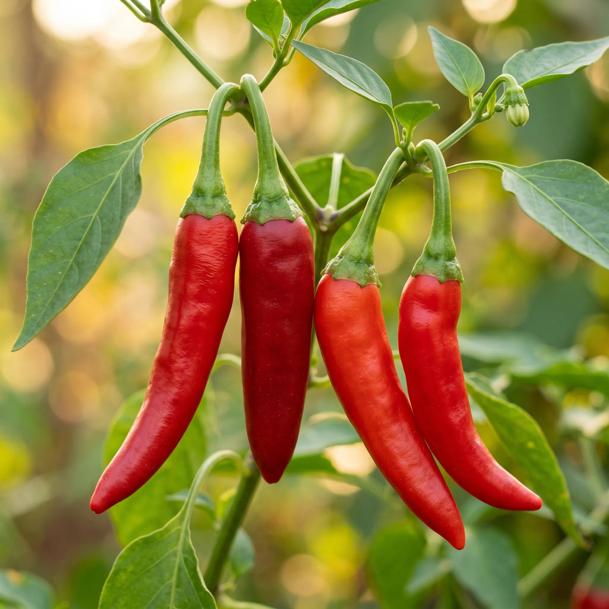 Gros plan sur les fruits rouges mats et effilés du piment Kashmiri sur la plante