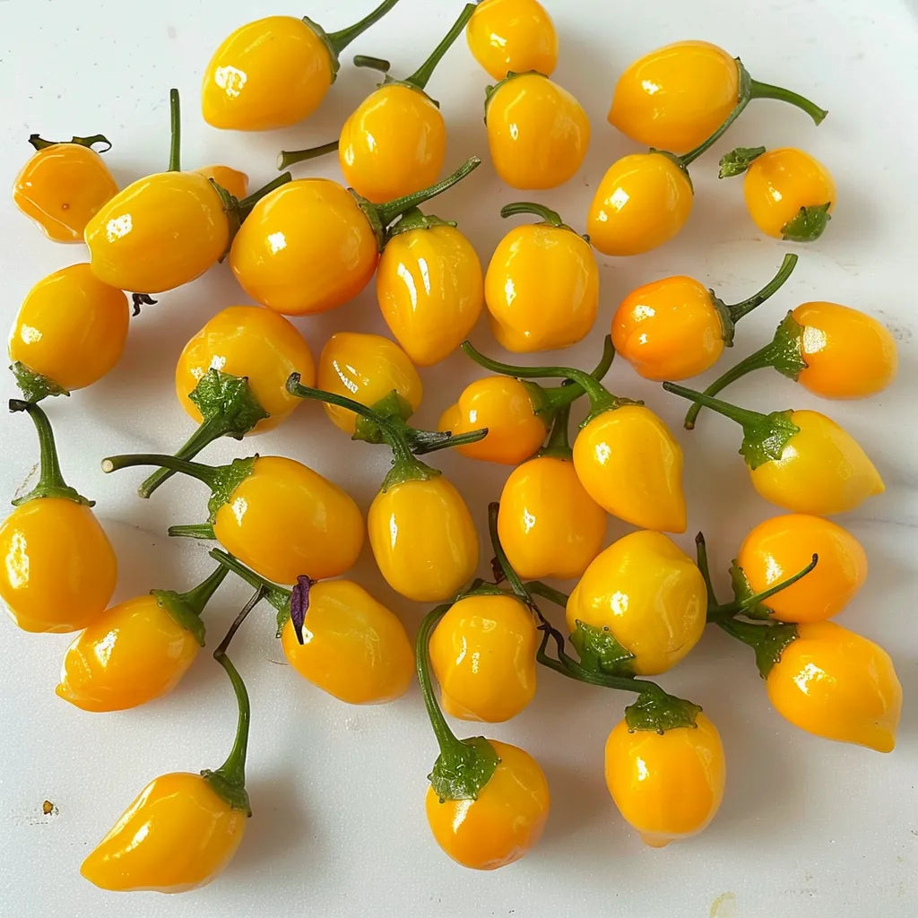 25 Graines de Piment Aji Charapita