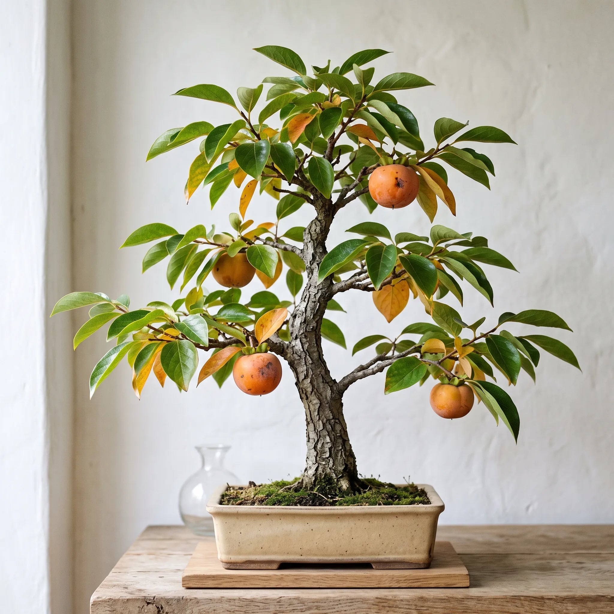 Bonsai de plaqueminier Diospyros kaki en feuillage portant quelques petits kakis, pot ceramique mate