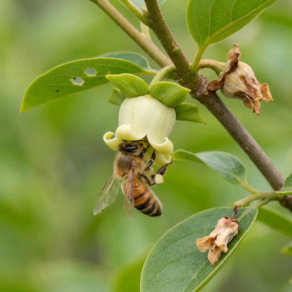 Fleurs printanieres jaune creme du plaqueminier Diospyros kaki visitees par une abeille domestique