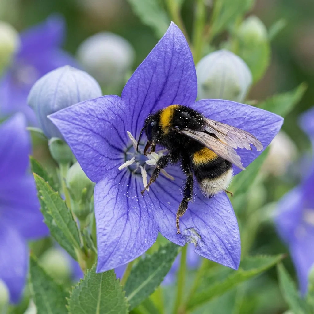 Bourdon butinant une fleur de campanule à grandes fleurs — SemiSauvage