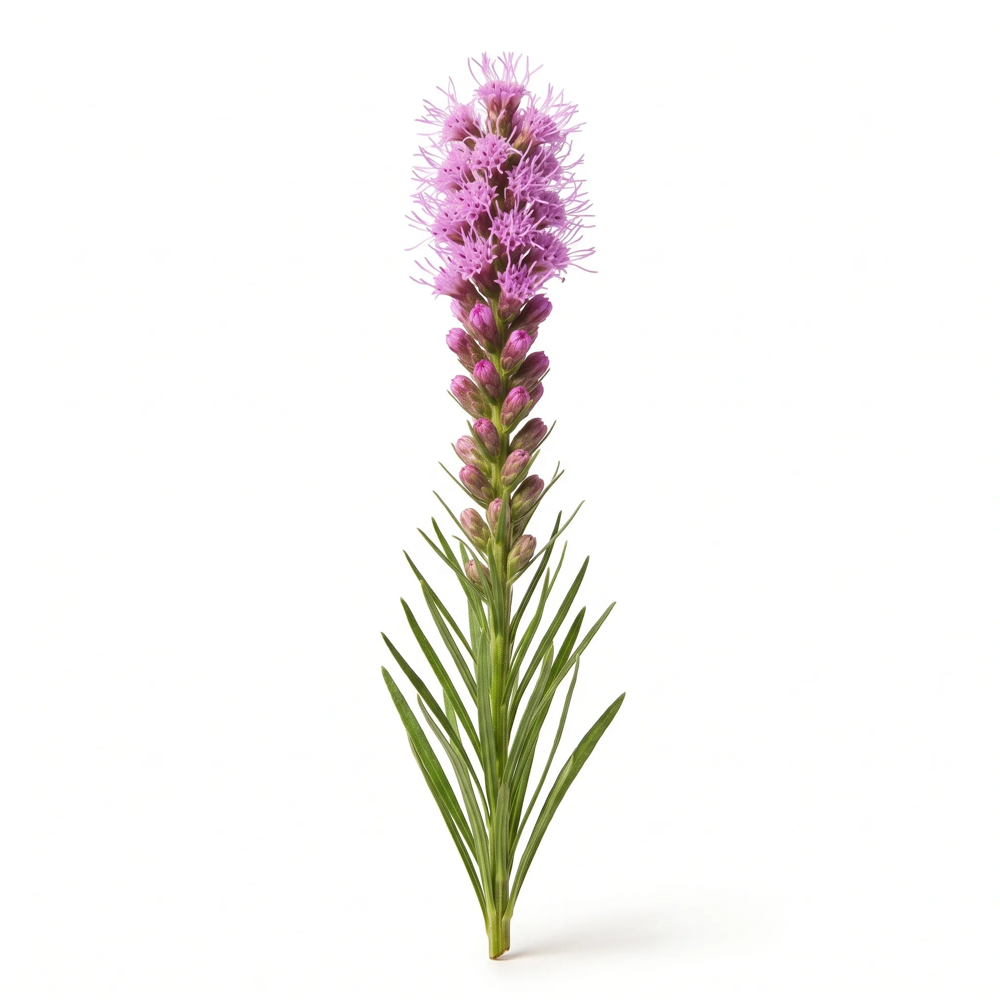 Hampe florale de plume du Kansas (Liatris spicata) à épi plumeux rose violacé, sur fond blanc