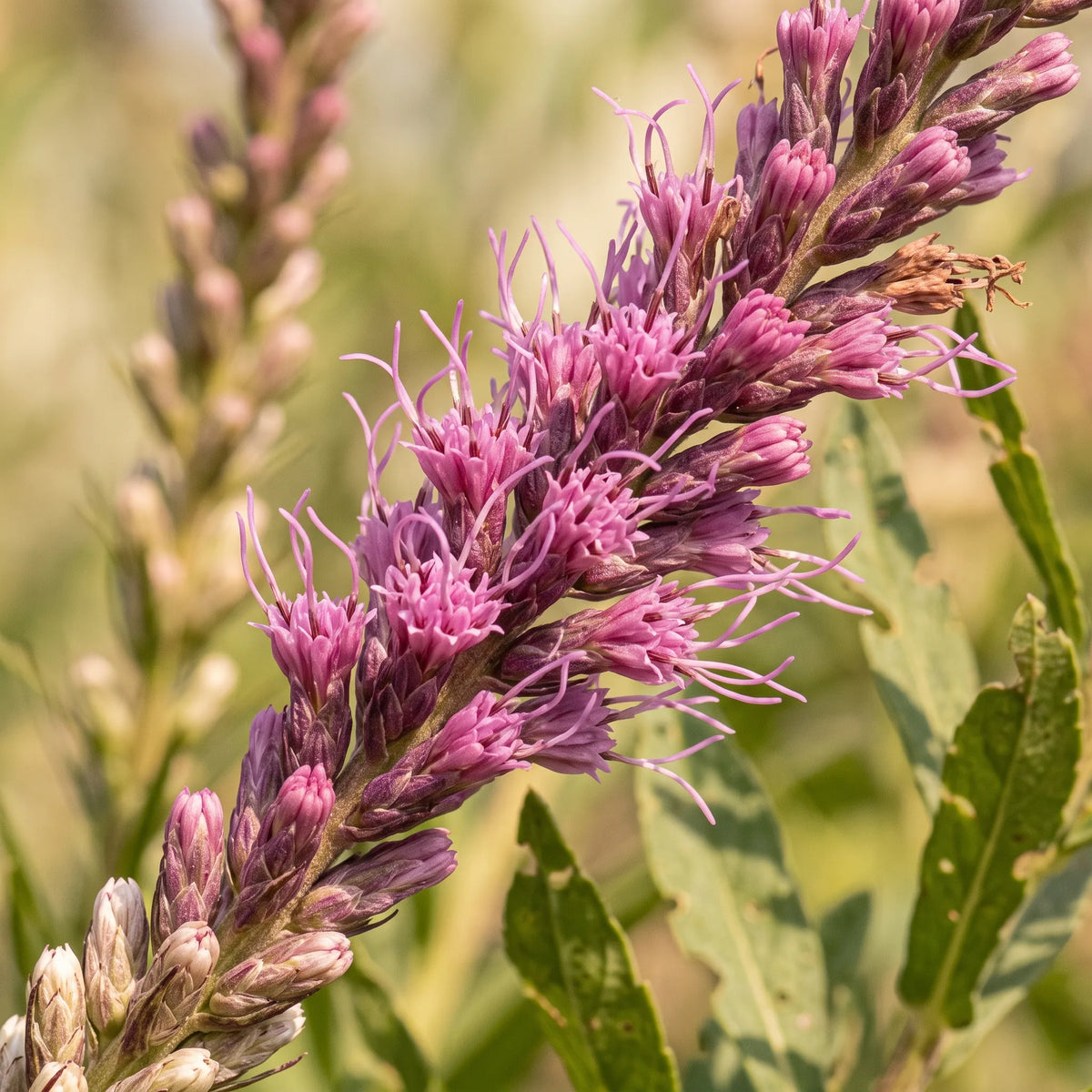 Macro des capitules plumeux rose mauve de Liatris spicata et de ses styles saillants