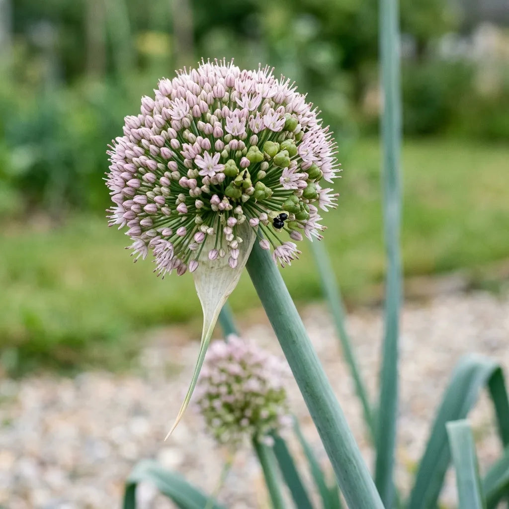 Poireau monté à graines en deuxième année : ombelle sphérique et spathe à long bec — SemiSauvage