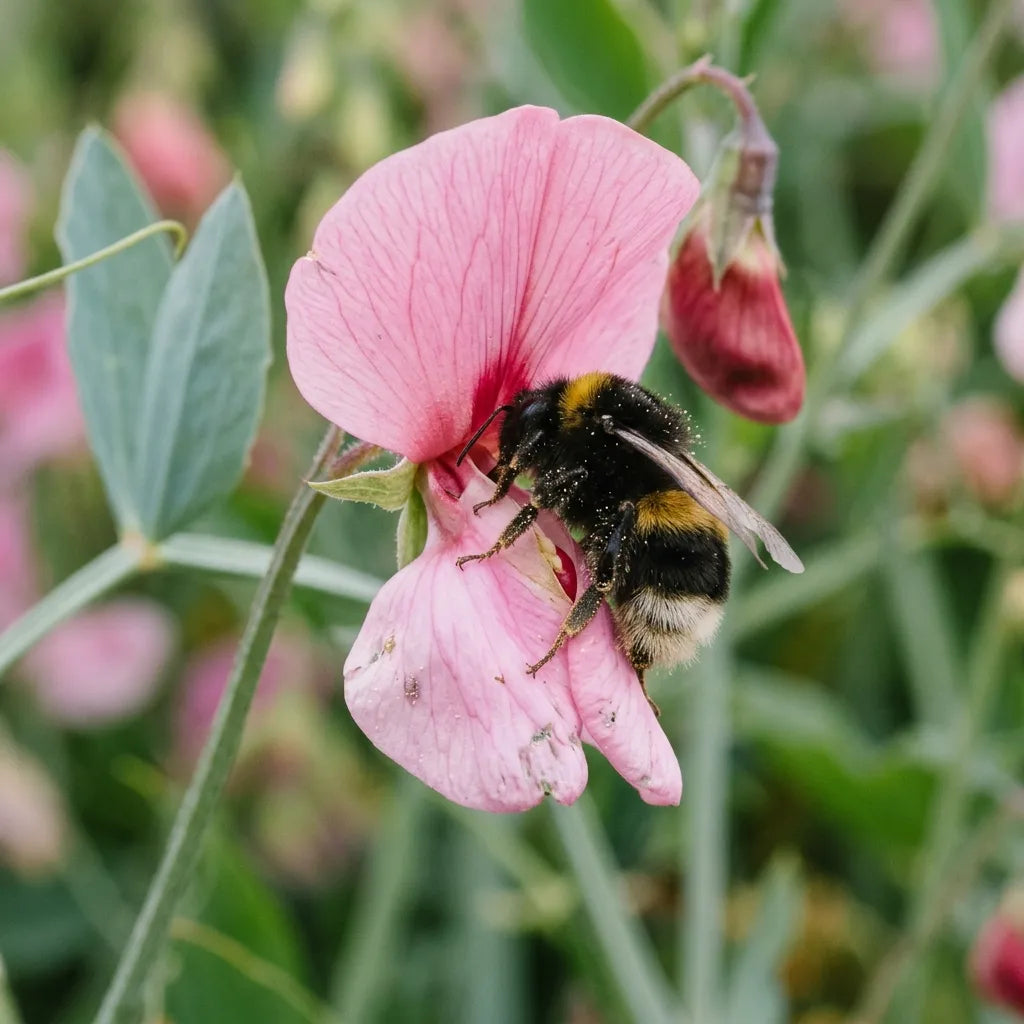 Bourdon ouvrant la corôlle d'un pois de senteur, pollinisation des fleurs papilionacées — SemiSauvage