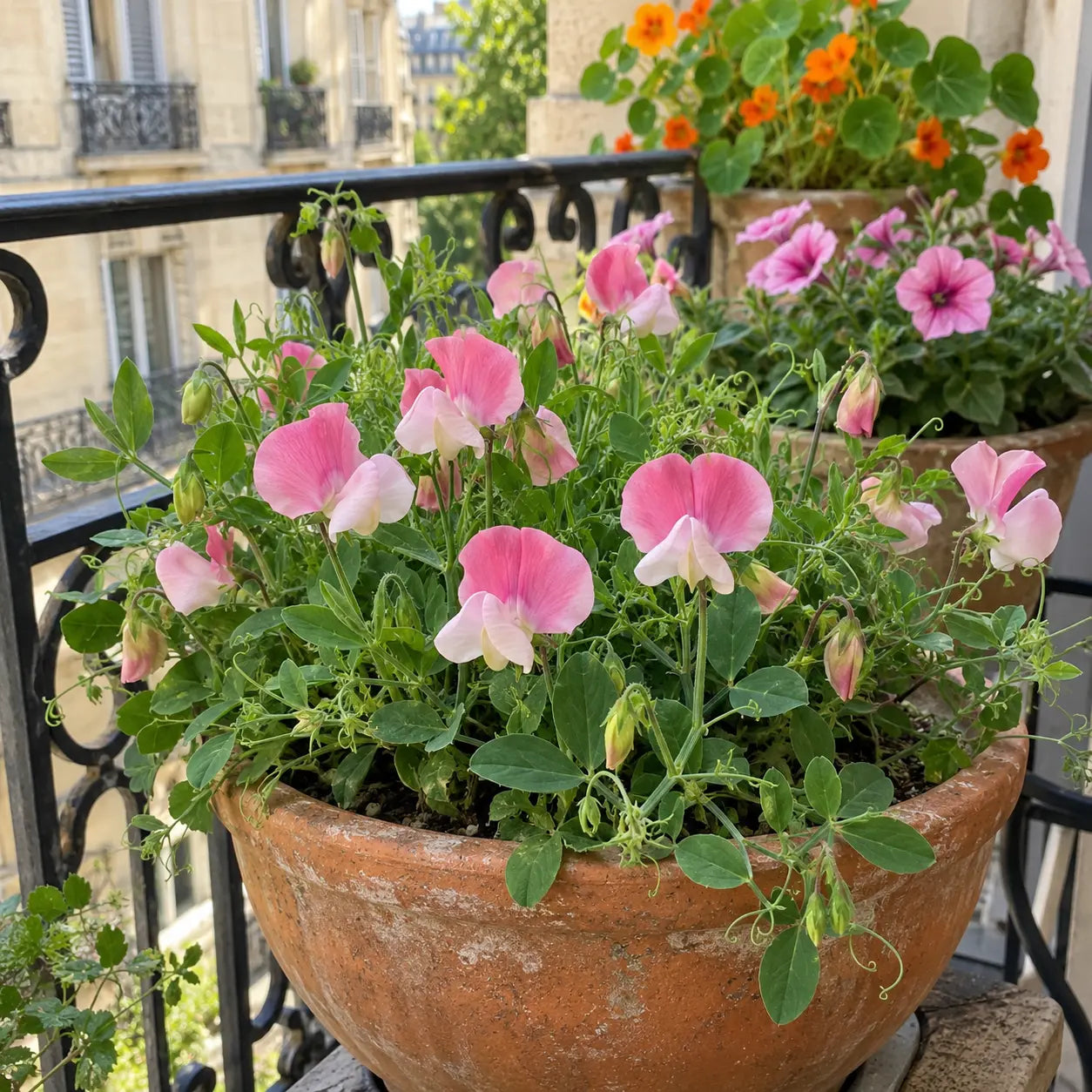 Pois de senteur nains Cupid Pink aux fleurs roses et blanches en pot sur un balcon.