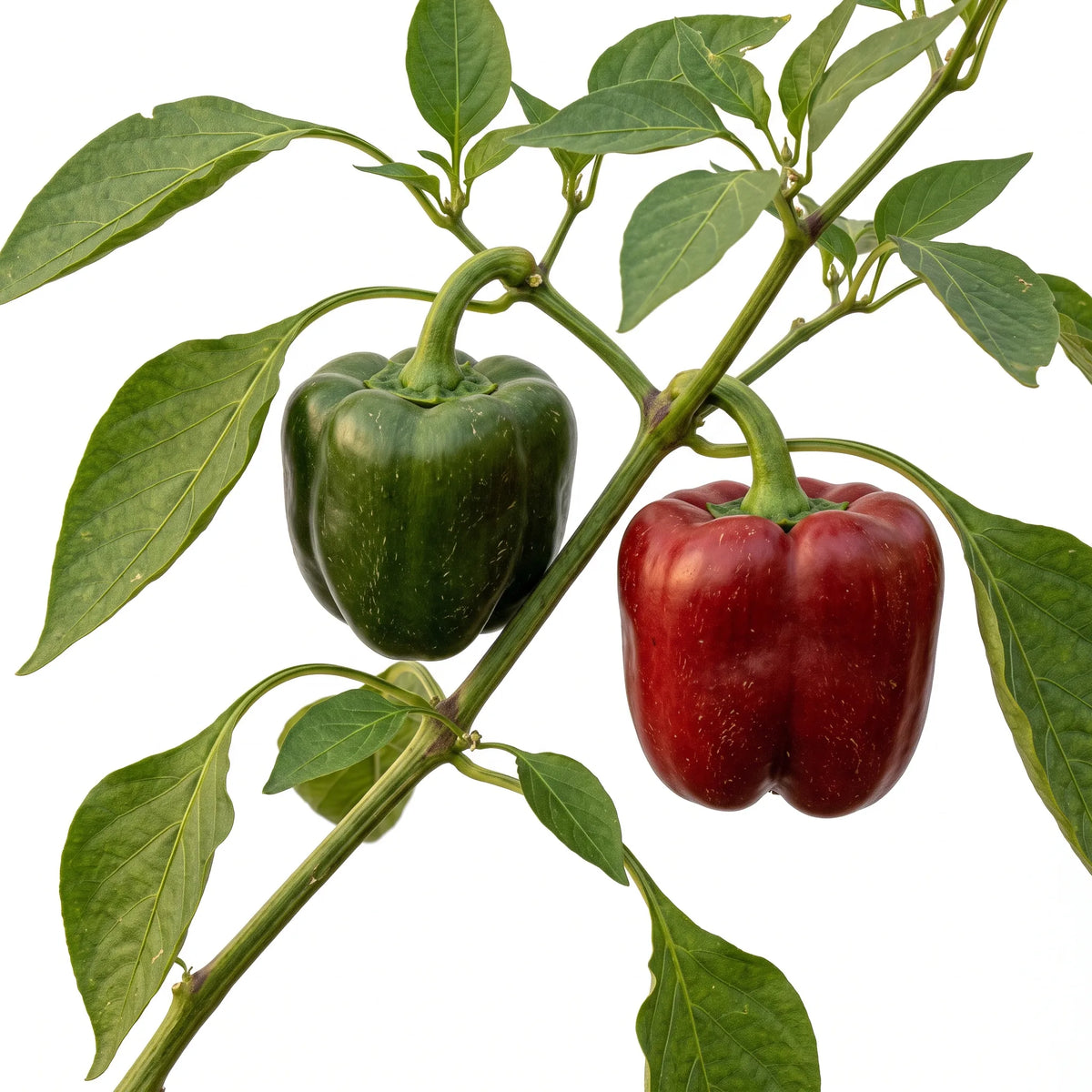 Rameau de poivron California Wonder aux fruits cubiques vert et rouge, sur fond blanc