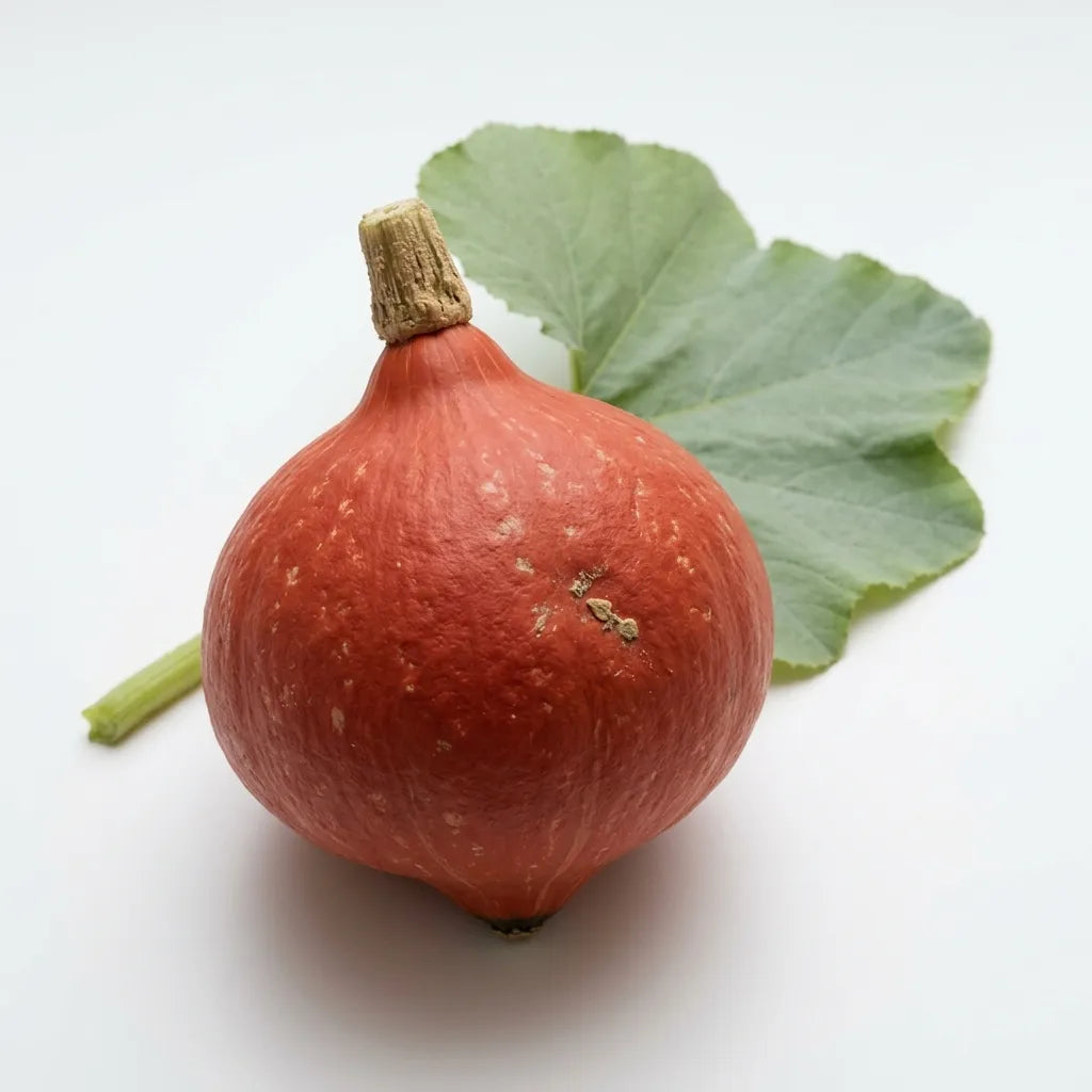Potimarron en forme de toupie et feuille arrondie, sur fond blanc — SemiSauvage