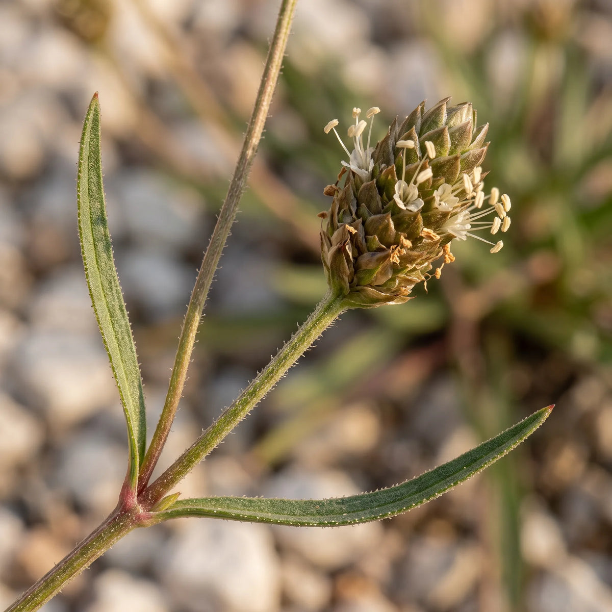 Macro d'un épi ovoïde de psyllium brun et de ses feuilles opposées linéaires