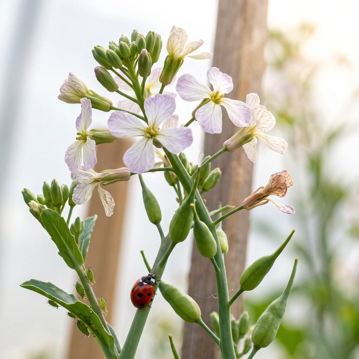 Radis rond jaune monté à fleurs blanc lilas, siliques renflées et coccinelle à deux points
