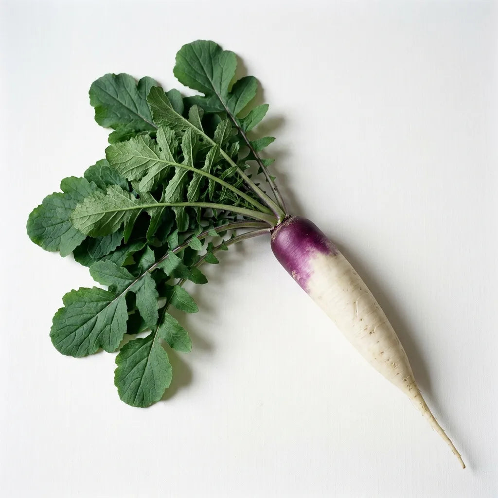Pied entier de raifort champêtre (Raphanus sativus var. campestris) : longue racine blanche à collet violet et rosette de feuilles lyrées — SemiSauvage