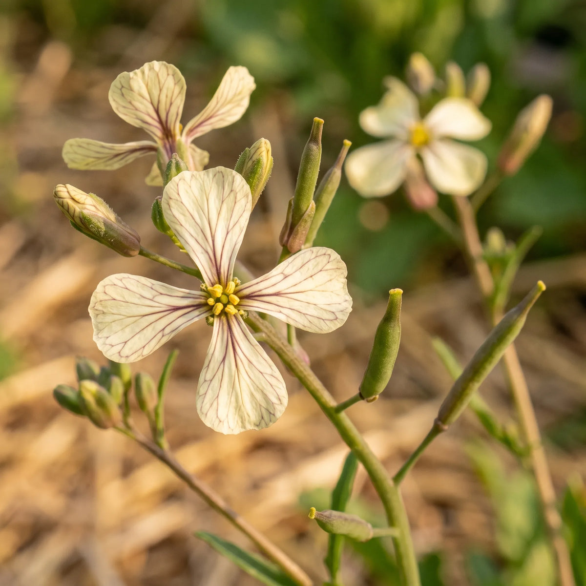 Macro d'une fleur de roquette blanc crème veinée de pourpre et de ses siliques dressées — SemiSauvage