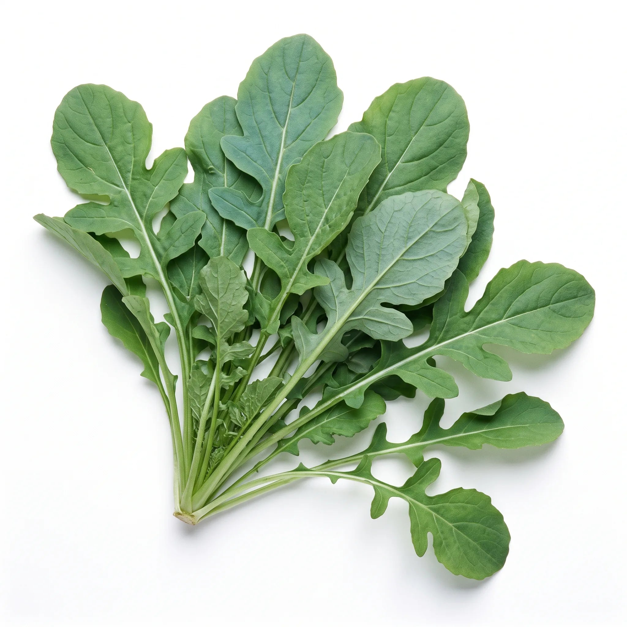 Pied entier de roquette Eruca sativa coupé au collet sur fond blanc — graines reproductibles SemiSauvage