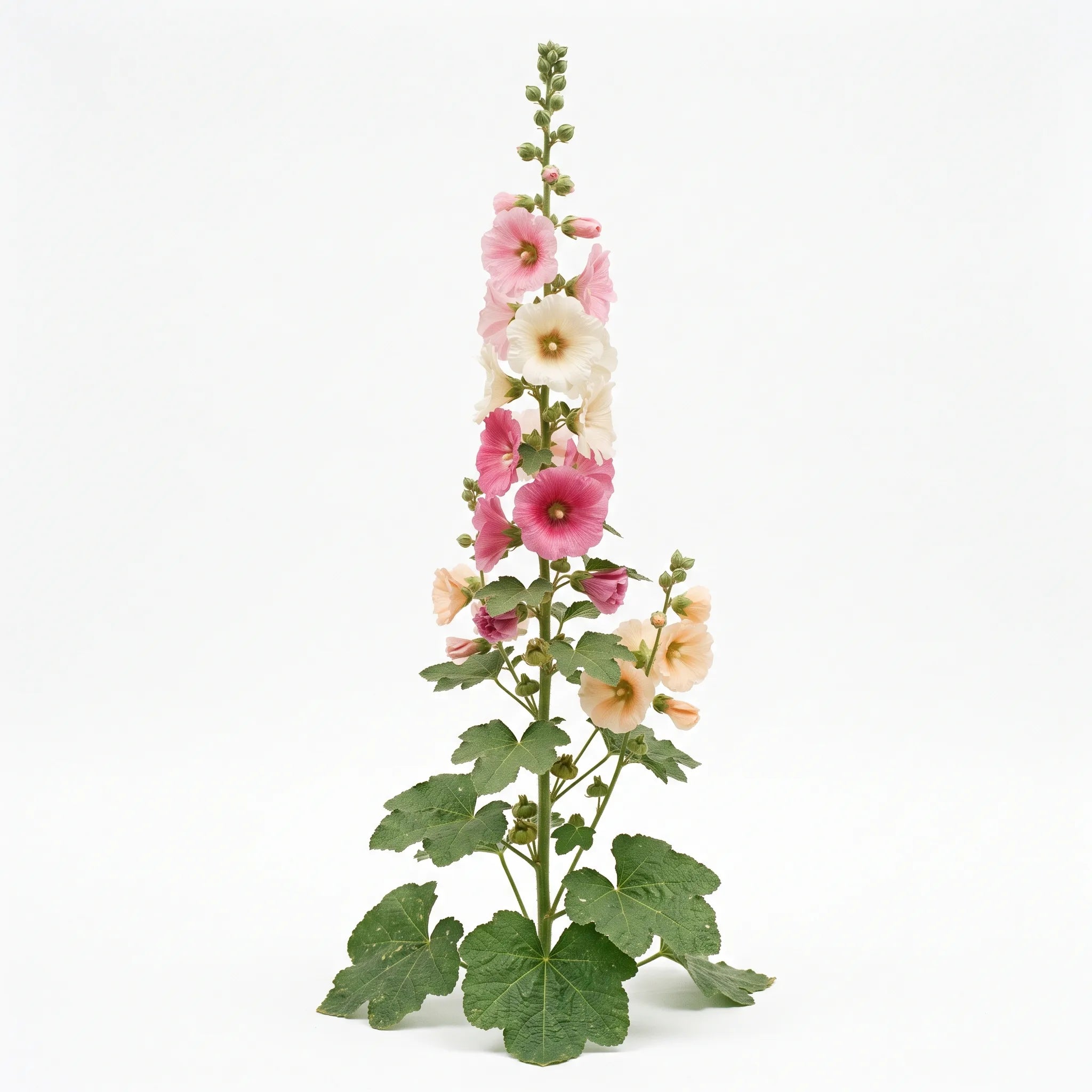 Plante entière de rose trémière (Alcea rosea) sur fond blanc avec fleurs, boutons et feuilles