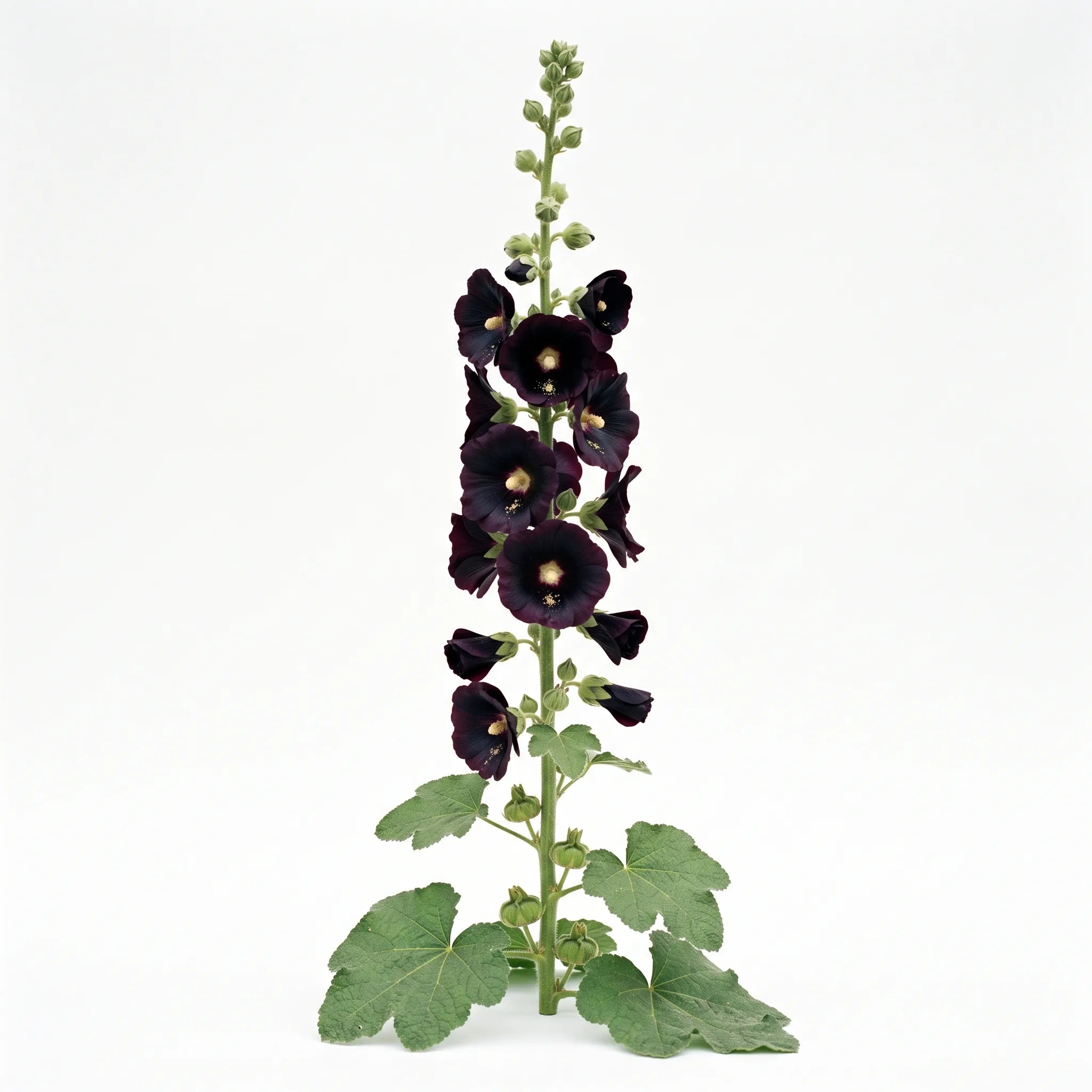 Plante entière de rose trémière noire (Alcea rosea var. nigra) sur fond blanc