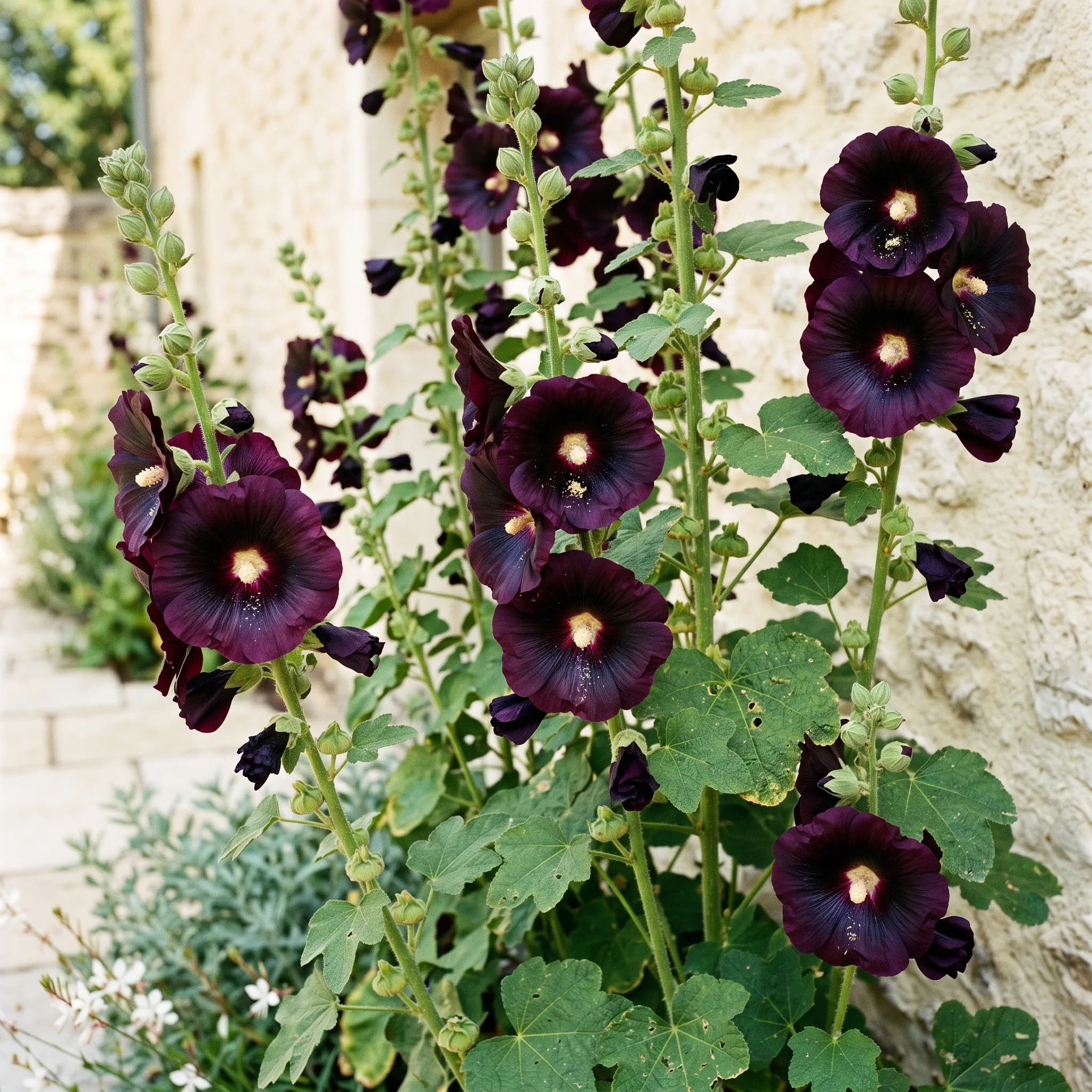 Hampes de rose trémière noire aux fleurs pourpre profond devant un mur chaulé clair