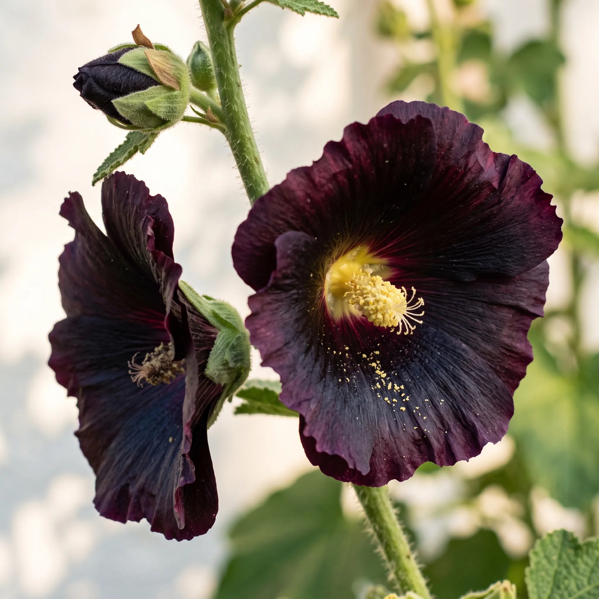 Gros plan sur le pétale velouté pourpre-noir de la rose trémière noire et sa colonne staminale crème