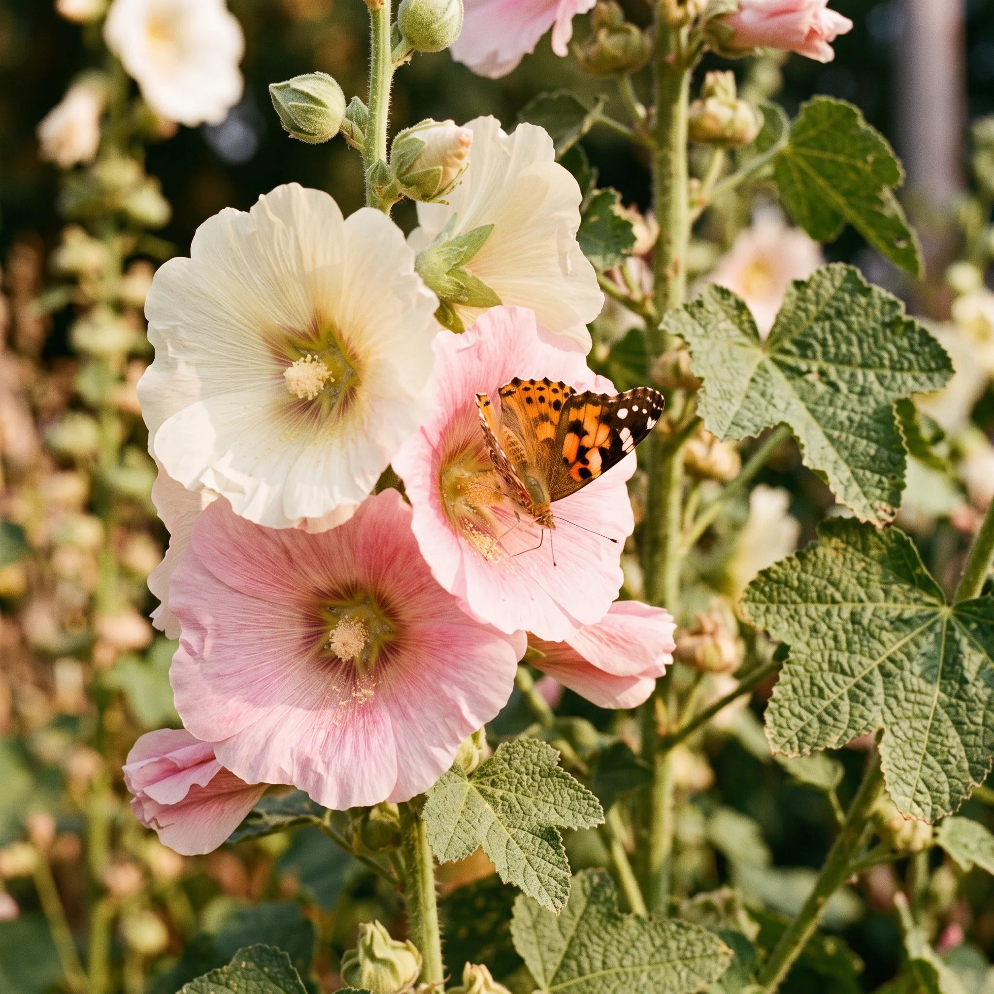 Papillon Belle-Dame butinant une fleur de rose trémière, plante hôte des mauves