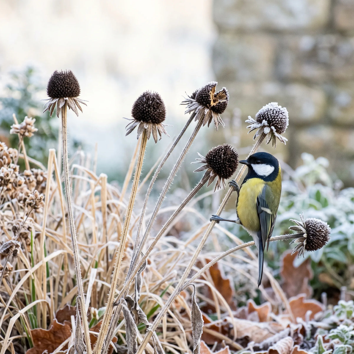 Cœurs secs de rudbeckia laissés sur pied en hiver, visités par une mésange charbonnière