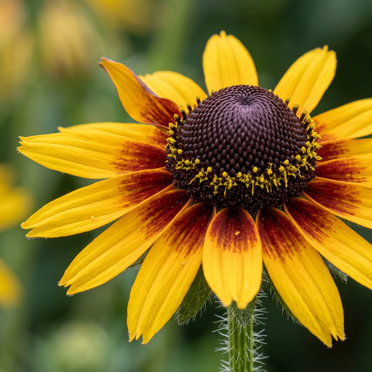 Macro du cœur bombé brun-noir du rudbeckia et de sa couronne de fleurons jaunes