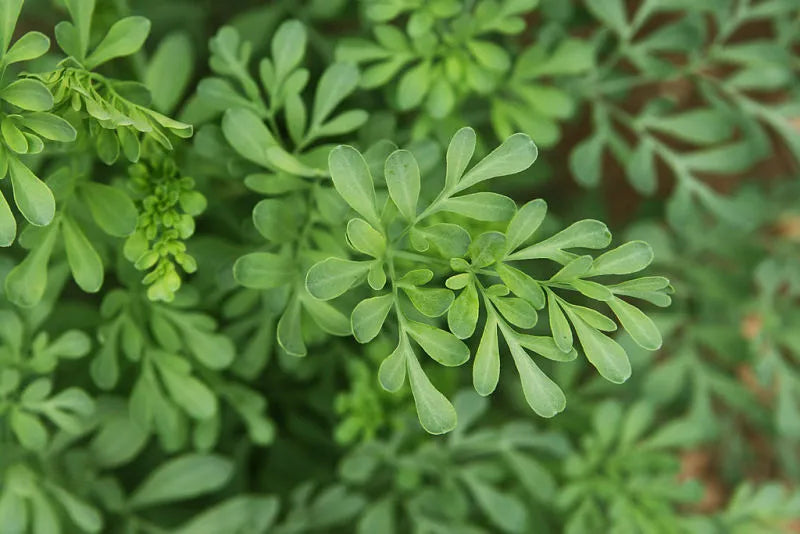 100 Graines de Rue officinale (Ruta graveolens)