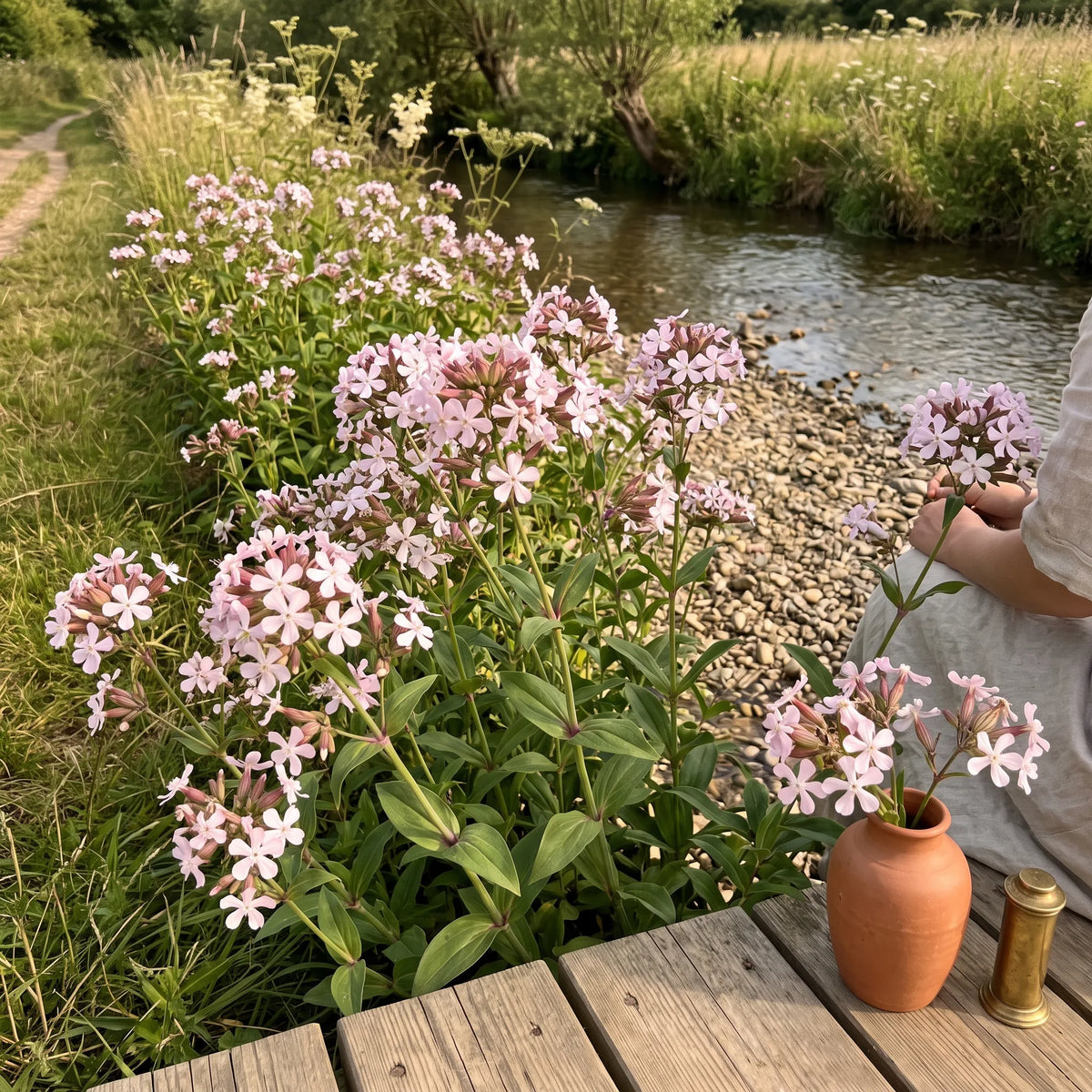Colonie de saponaire officinale en fleur le long d'une berge de rivière — SemiSauvage