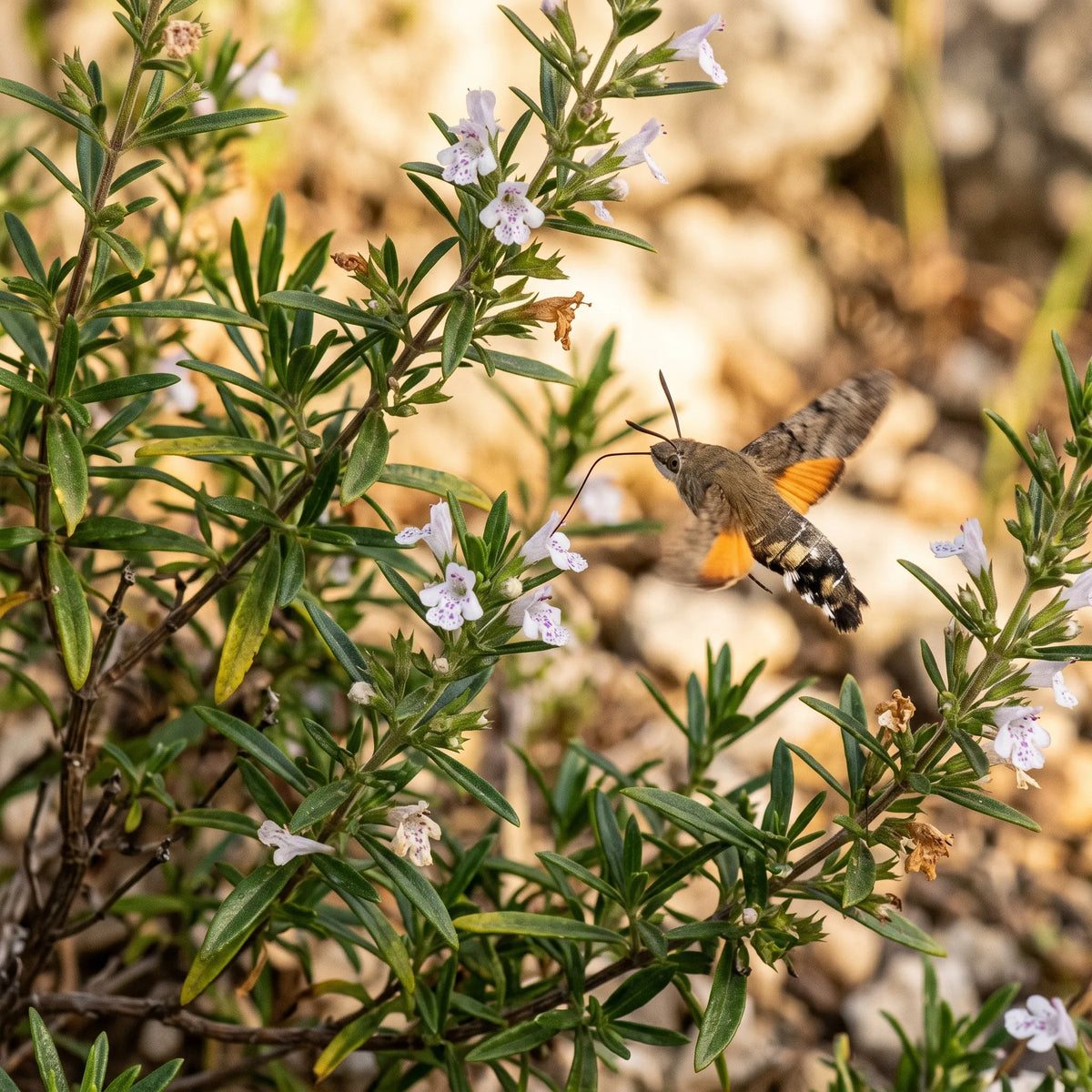 Floraison tardive de la sarriette vivace visitée par un moro-sphinx en vol stationnaire
