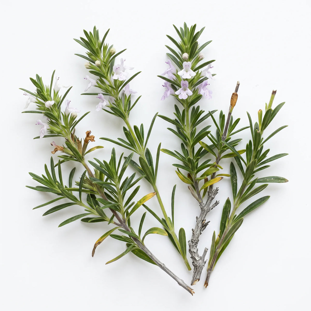 Rameaux fleuris de sarriette vivace sur fond blanc — graines reproductibles SemiSauvage