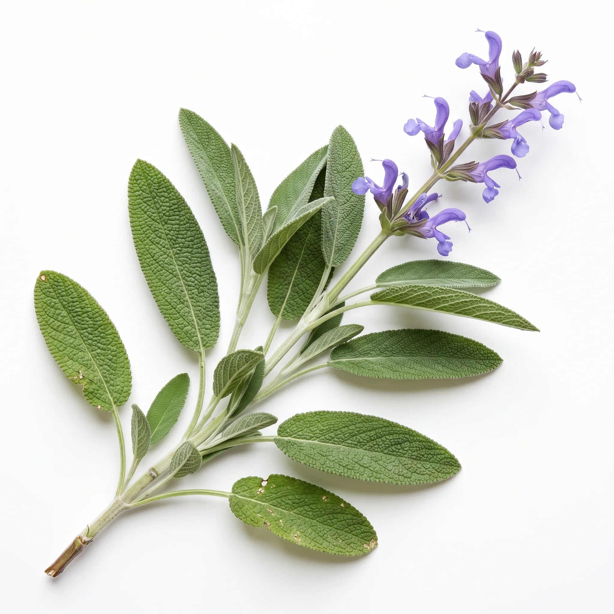 Rameau feuillé et épi fleuri de sauge officinale (Salvia officinalis) sur fond blanc — graines reproductibles SemiSauvage