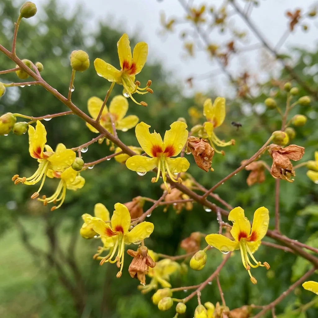 Fleurs jaunes à cœur rouge du savonnier sous la rosée, macro — SemiSauvage