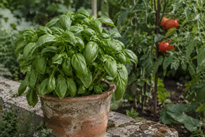 Basilic au feuillage vert dans un pot en terre cuite, près de plants de tomates.