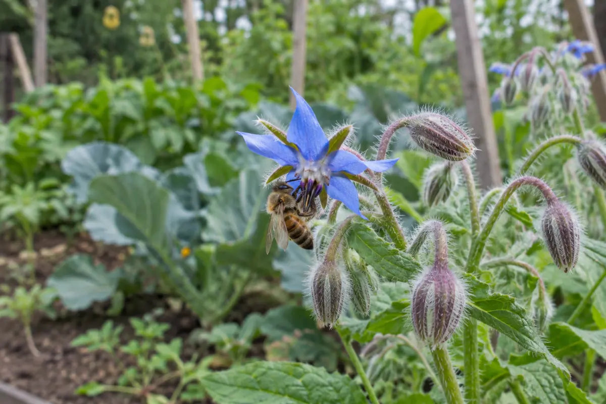 
En bi flittigt på en blå hjulkroneblomst i køkkenhaven.