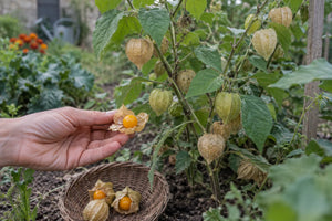 Une main présente une baie de physalis mûre devant un plant portant des calices papyracés.