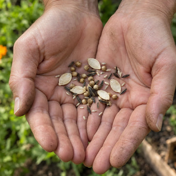 Graines de formes et de tailles variées dans les mains d’un jardinier