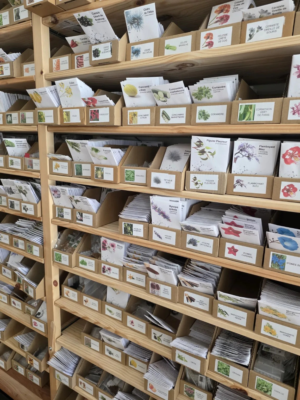 Sachets de graines SemiSauvage classés par variété dans des bacs sur un rayonnage en bois.