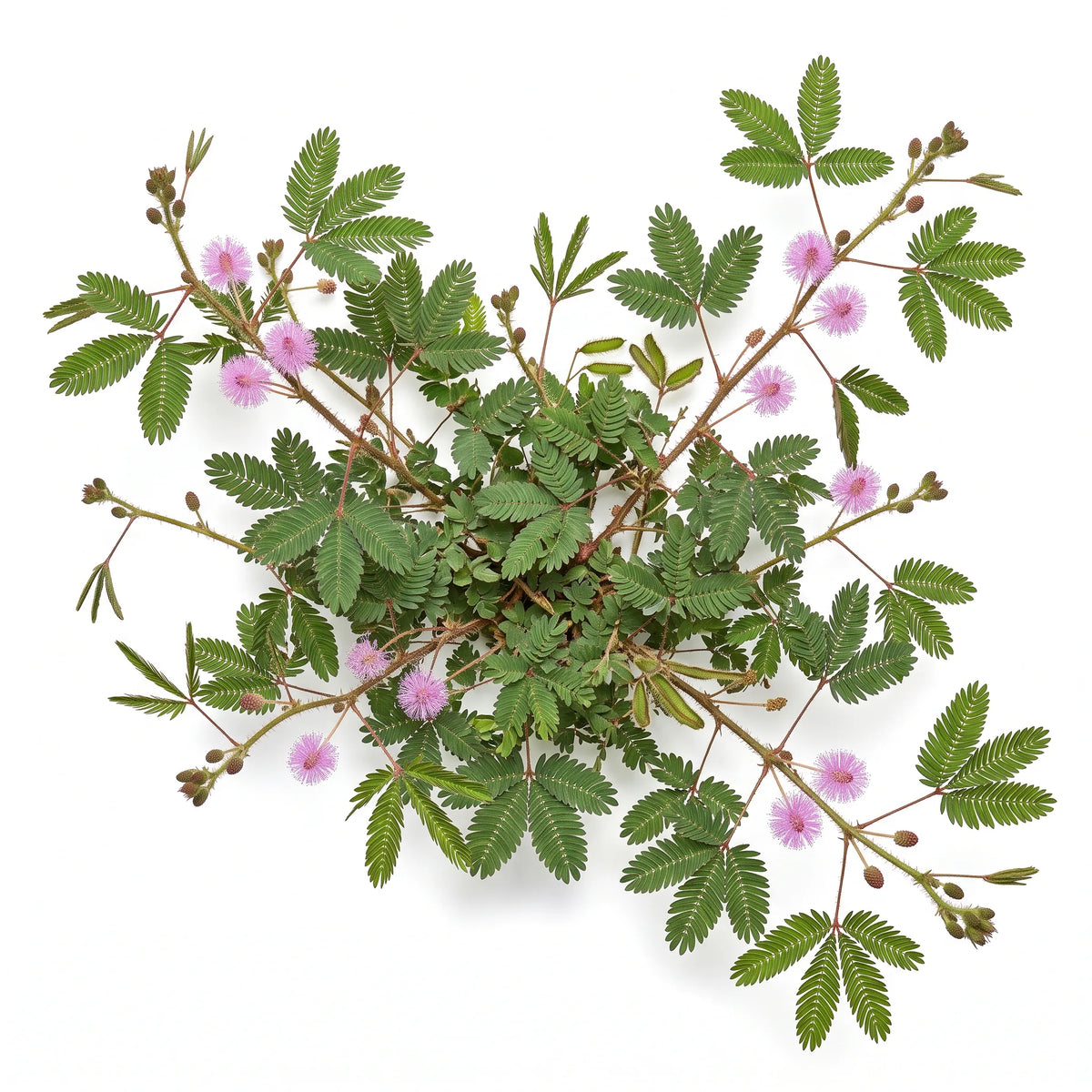 Pied entier de sensitive (Mimosa pudica) sur fond blanc — SemiSauvage