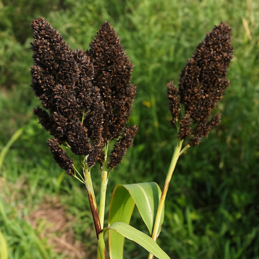 250 Black Sorghum Seeds (Sorghum nigrum)