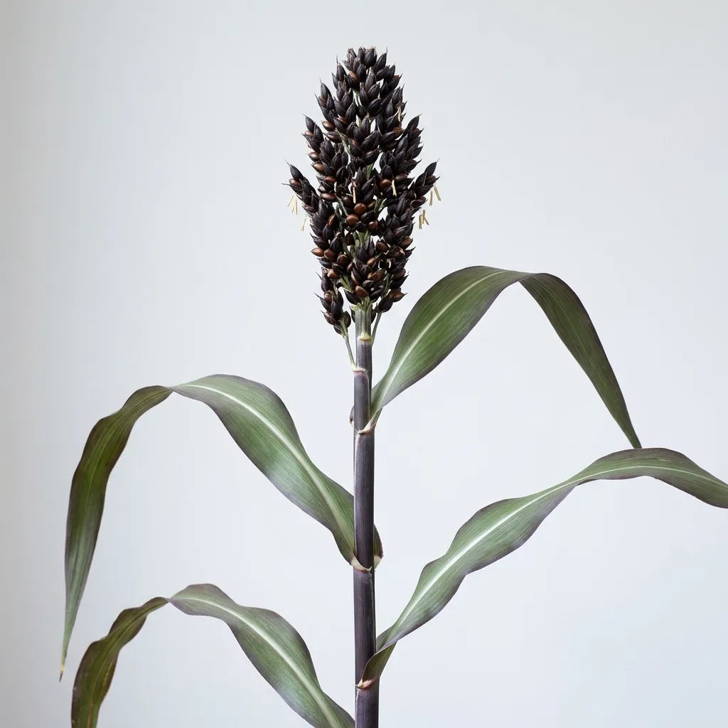 Panicule noire et tige pourpre du sorgho noir sur fond clair — SemiSauvage