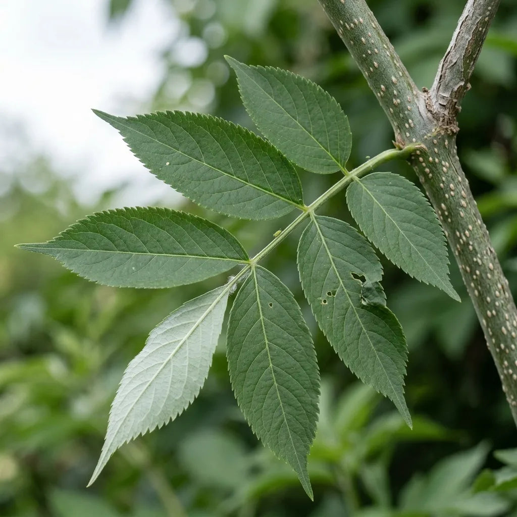 Feuille imparipennée opposée du sureau noir et rameau à lenticelles, détail botanique — SemiSauvage