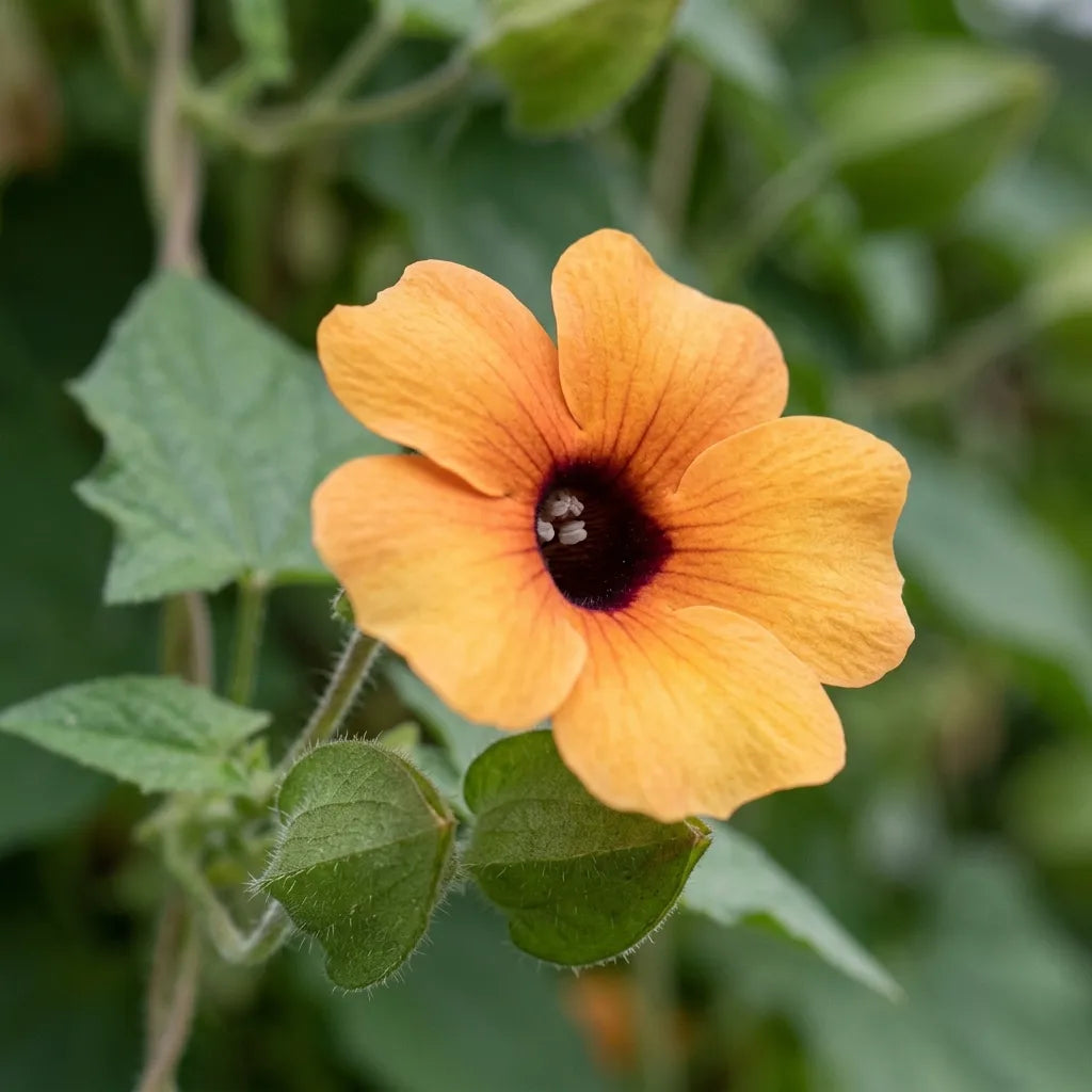 Macro d'une fleur de suzanne-aux-yeux-noirs : cinq lobes orange et gorge brun-pourpre, détail botanique — SemiSauvage