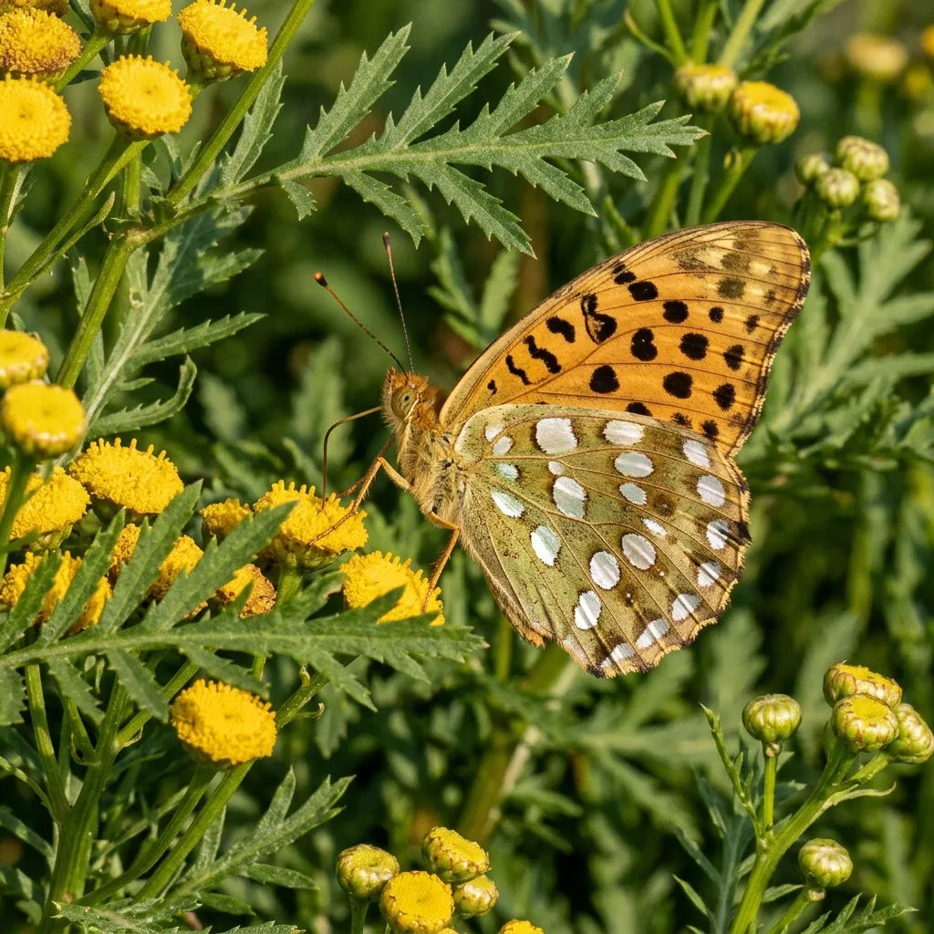 Petit nacré posé sur un corymbe de tanaisie — SemiSauvage