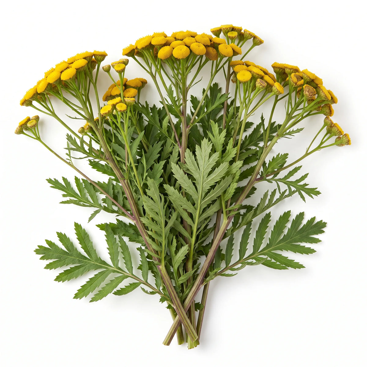 Pied entier de tanaisie en fleur sur fond blanc — SemiSauvage