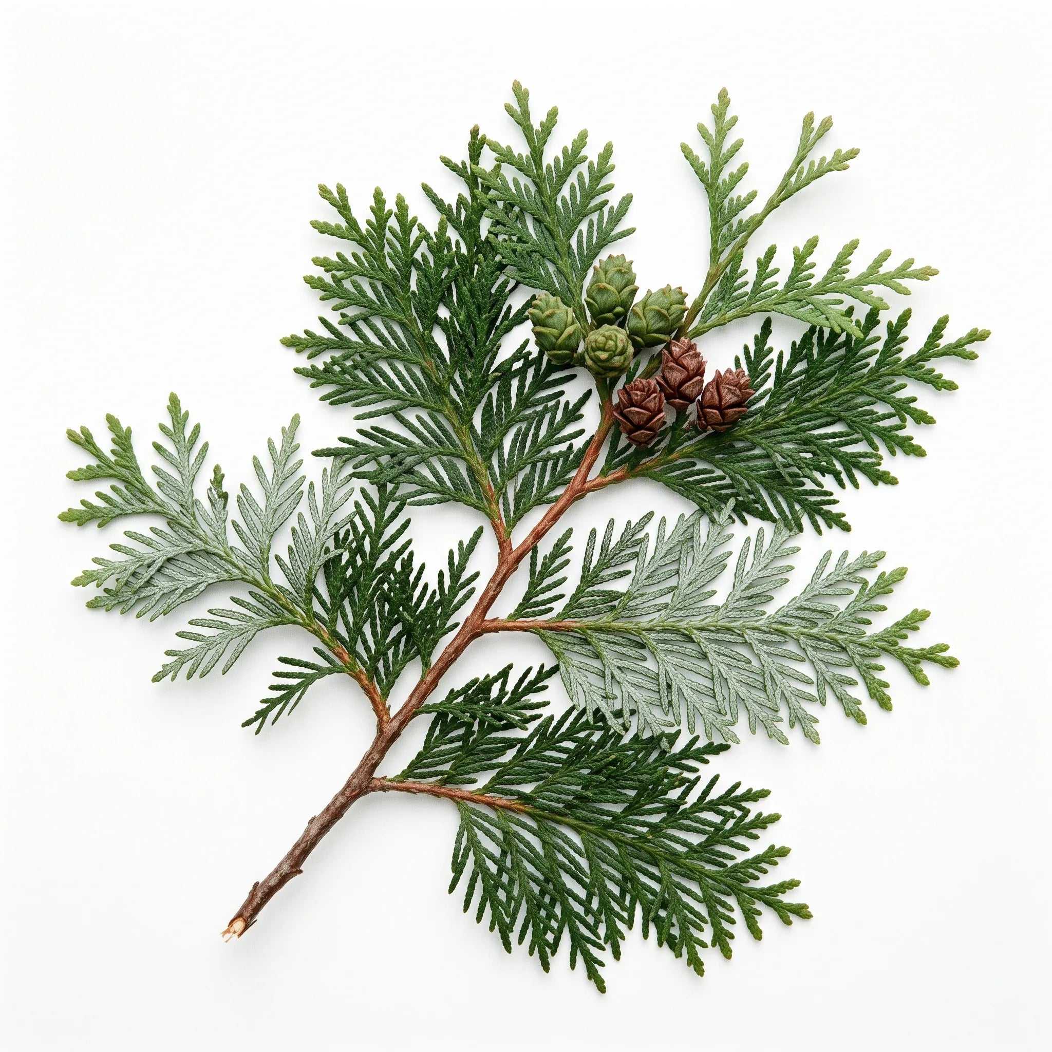 Rameau de thuya géant (Thuja plicata) sur fond blanc avec écailles, marques en X et petits cônes