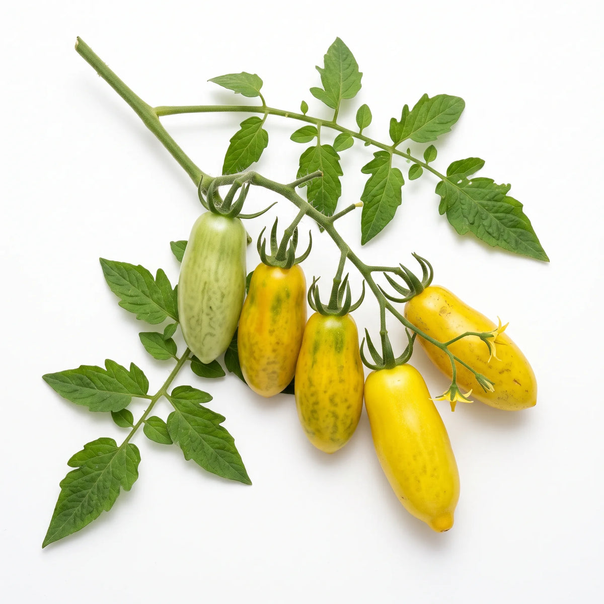 Grappe de tomates Banana Legs jaunes allongées sur fond blanc — graines reproductibles SemiSauvage