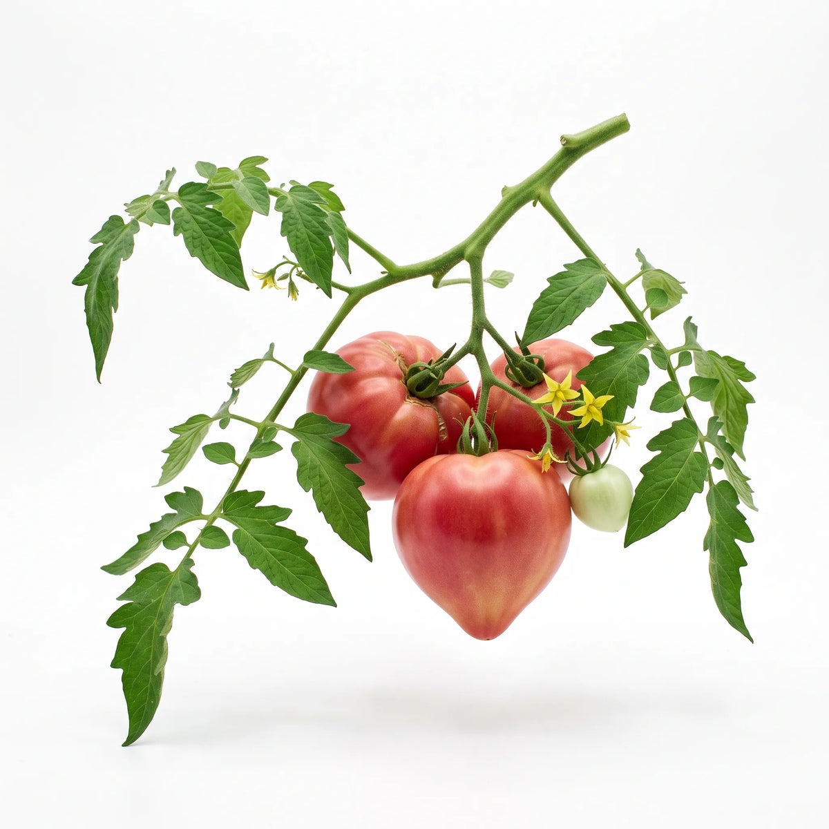 Rameau de tomate Cœur de Bœuf sur fond blanc avec fruits, feuilles et fleurs
